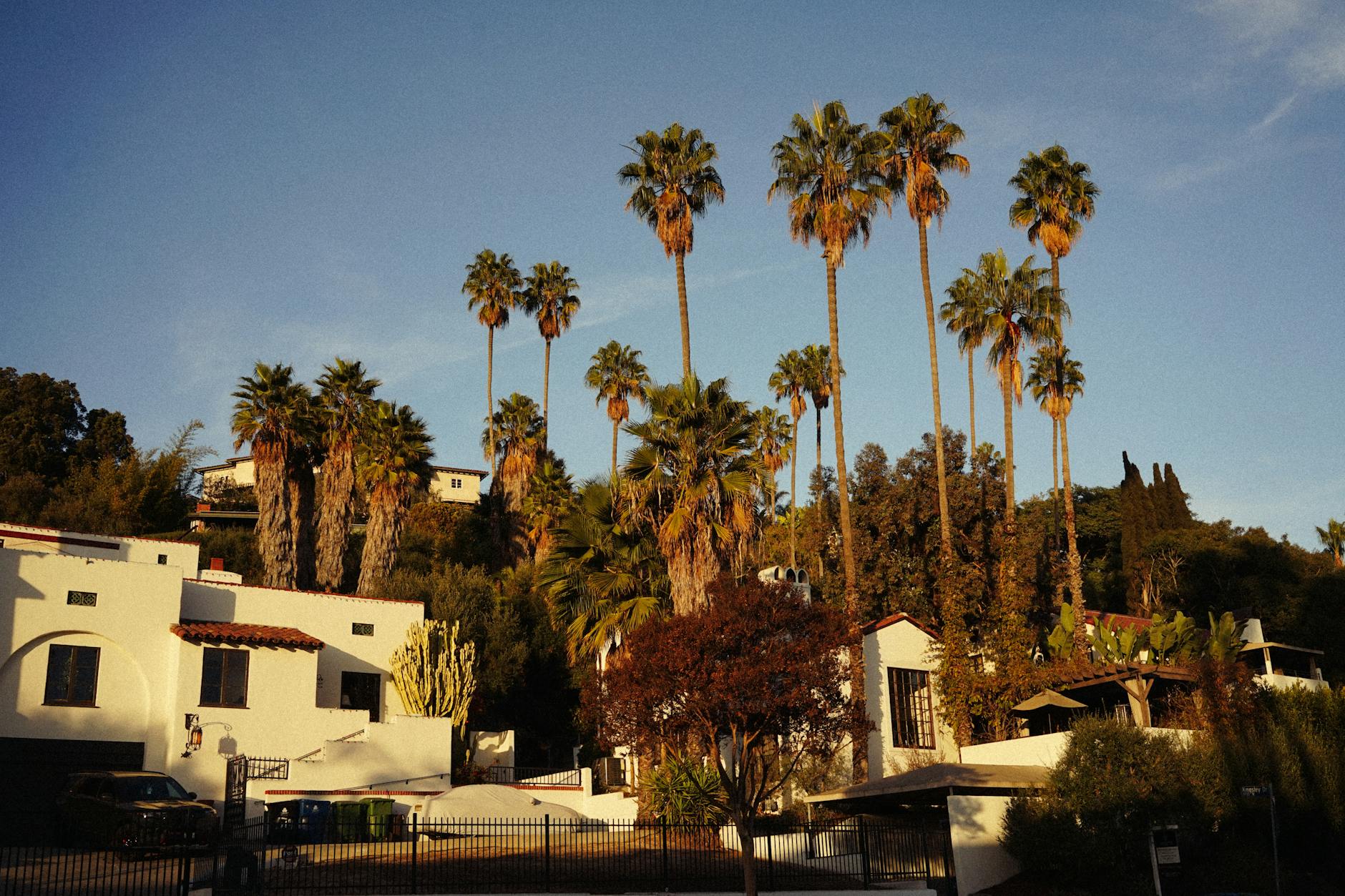 Los Angeles residential neighborhood with palm trees